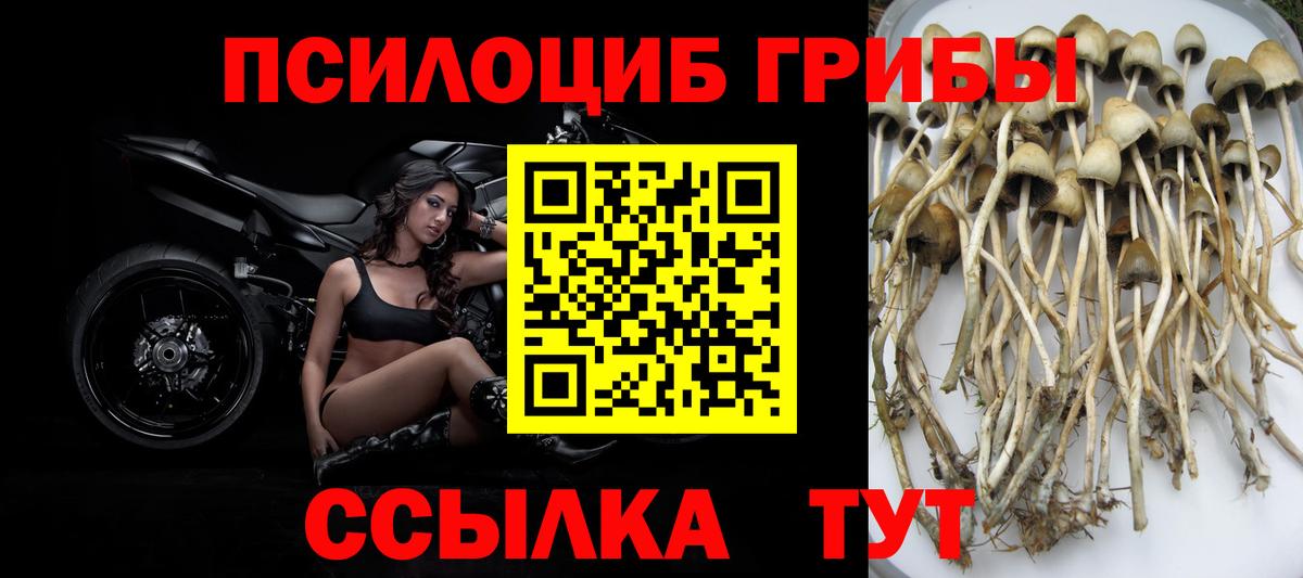 Псилоцибиновые грибы MAGIC MUSHROOMS  Вход с VPN  Усть-Илимск  Псилоцибиновые грибы MAGIC MUSHROOMS 